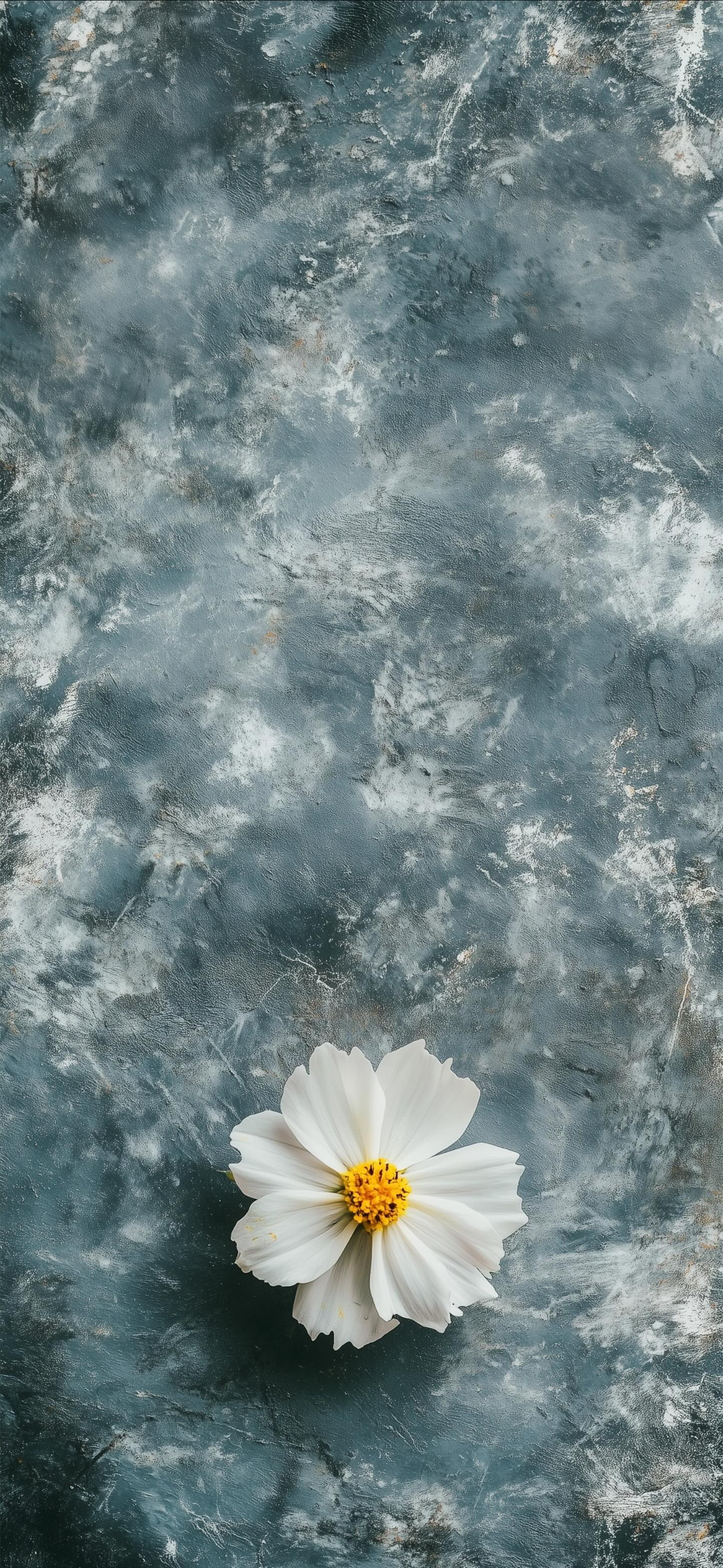 Wildlife Wallpaper #11